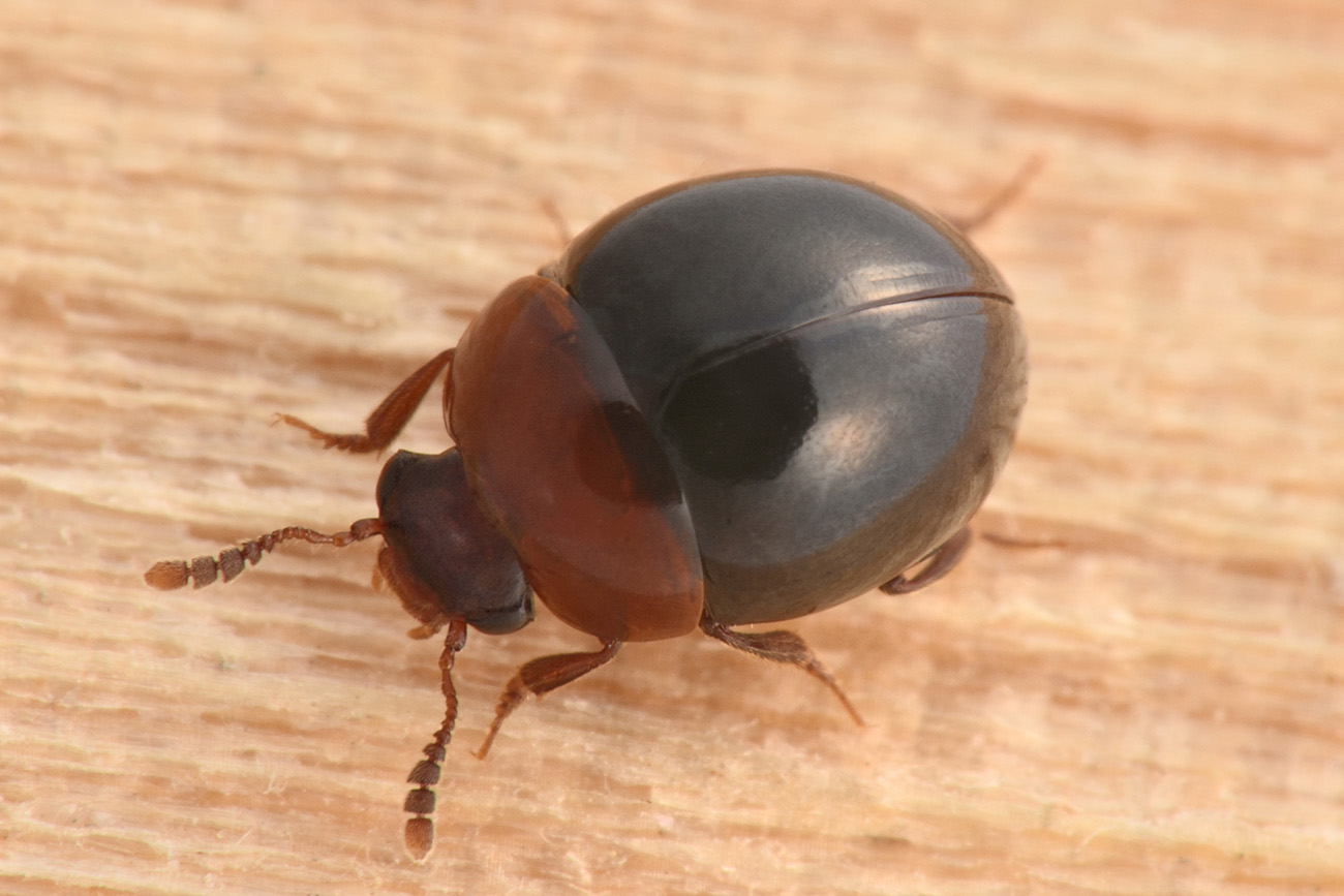 Amphicyllis globus, Leiodidae